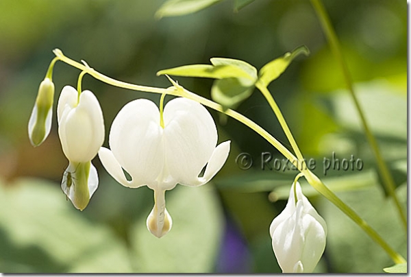 Coeur de Marie blanc - Dicentra spectabilis Alba - Bleeding heart 