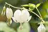 Coeur de Marie blanc - Dicentra spectabilis Alba - Bleeding heart 