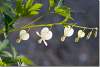 Dicentra blanc - Coeur de Jeannette - Dicentra spectabilis Alba - Bleeding heart