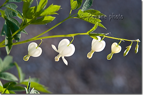 Dicentra blanc - Coeur de Jeannette - Dicentra spectabilis Alba - Bleeding heart