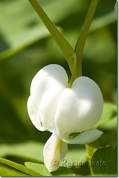 Coeur de Marie - Dicentra spectabilis Alba - Bleeding heart