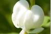 Coeur de Marie - Dicentra spectabilis Alba - Bleeding heart