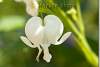Fleur de dicentra blanc - Dicentra spectabilis Alba - Bleeding heart