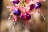Fleurs de fuchsia - Fuchsia flowers - Eure - Normandie