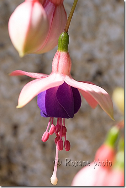 Fuchsia