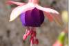 Fuchsias Photos