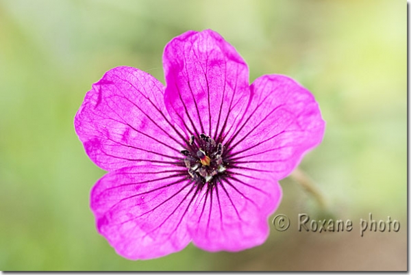 Géranium cinereum - Géranium vivace subcaulescens cinereum - Geranium cinereum - Cranesbill 