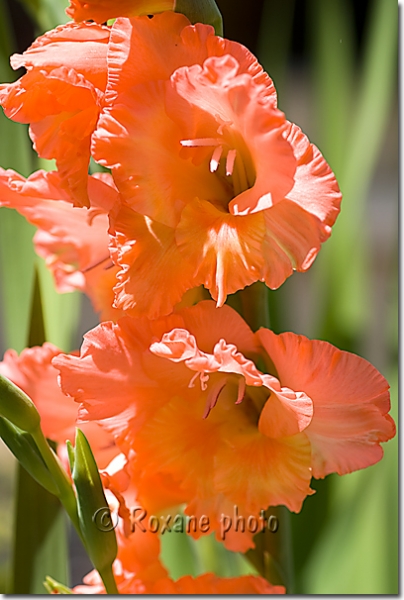 Fleurs de glaïeul Peter Pears - Gladiolus - Gladiolus Peter Pears