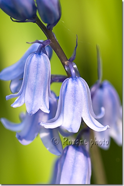 Clochettes de jacinthe des bois - Bluebell's flower - Hyacinthoides non scripta