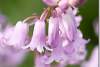 Jacinthe des bois rose - Hyacinthoides non scripta - Bluebell