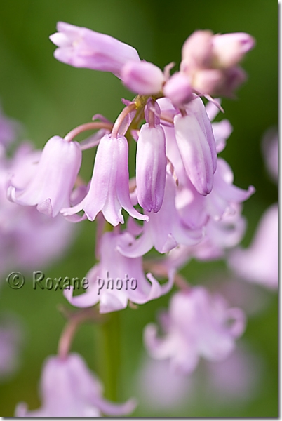 Jacinthe des bois rose - Hyacinthoides non scripta - Bluebell