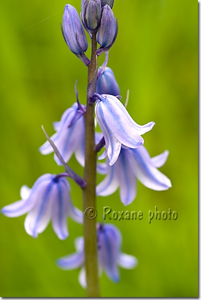 Jacinthe des bois - Bluebell - Hyacinthoides non scripta
