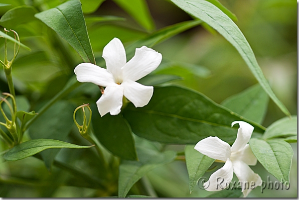Fleur de jasmin - Jasmin blanc ou jasmin officinal - Jasminum officinalis Jasmine flower