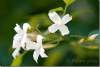 Fleurs de jasmin - Jasmine flowers