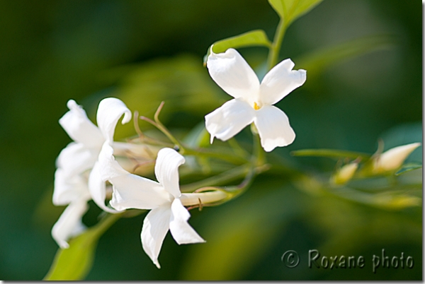 Fleurs de jasmin - Jasmine flowers