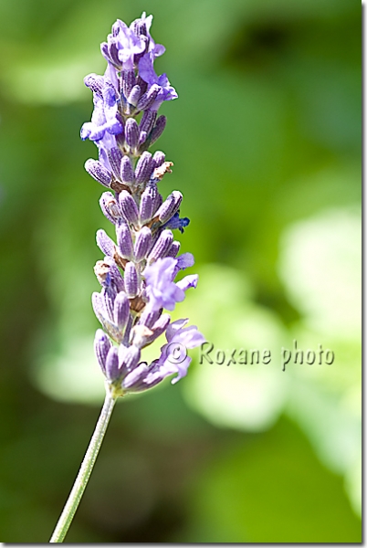 Fleur de lavande - Lavender flower - Lavandula angustifolia