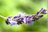 Lavande - Lavander - Lavandula angustifolia