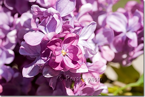 Lilas français mauve - Syringa vulgaris - French purple lilac