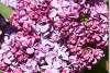 Lilas mauve commun - Syringa vulgaris - French lilac