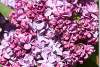 Lilas Photos Lilac