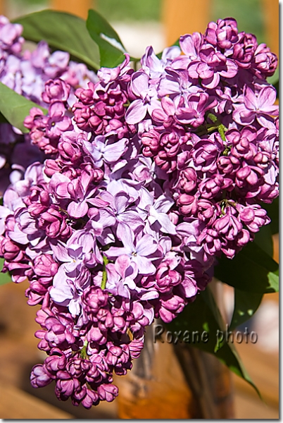 Lilas mauve commun - Syringa vulgaris - French lilac