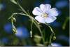 Fleur de lin - Flax flower - Linum usitatissimum