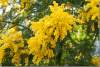  Mimosa en fleurs - Mimosa in bloom - Menton