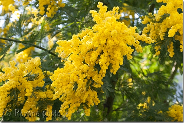 Mimosa en fleurs - Mimosa in bloom - Menton