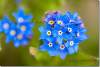 Myosotis des Alpes bleues - Forget me not - Myosotis alpestris