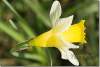 Narcisse des bois - Narcissus pseudonarcissus - Daffodil woods