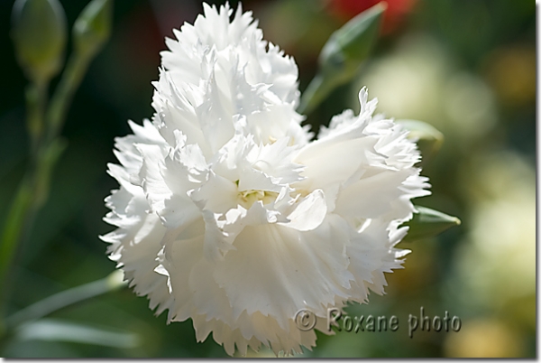 Oeillet des fleuristes blanc - Dianthus caryophyllus - White carnation