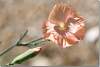 Oeillet des fleuristes saumon - Dianthus caryophyllus - Carnation