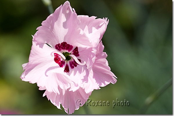 Oeillet des fleuristes rose - Dianthus caryophyllus - Pink carnation