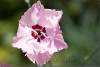 Oeillet des fleuristes rose - Dianthus caryophyllus - Pink carnation