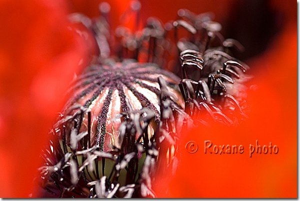Pistil de pavot somnifère - Papaver somniferum - Red poppy