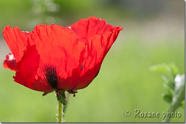 Pavot somnifère rouge - Red sleeping poppy