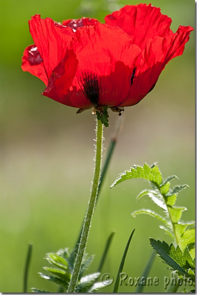 Pavot somnifère rouge - Red sleeping poppy