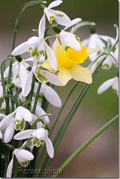 Perce-neige et narcisse - Snowdrops and narcissus - Galanthus nivalis