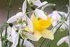 Perce-neige et narcisse - Snowdrops and narcissus - Galanthus nivalis