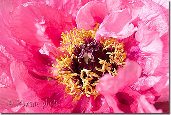 Pivoine Duchesse de Morny - Paeonia suffruticosa Duchesse de Morny