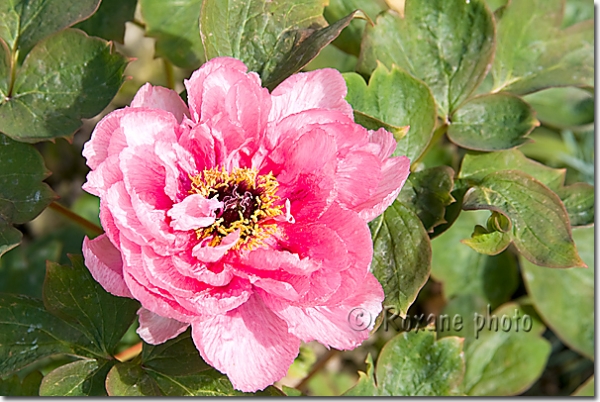 Fleur de pivoine Duchesse de Morny - Paeonia suffruticosa Duchesse de Morny
