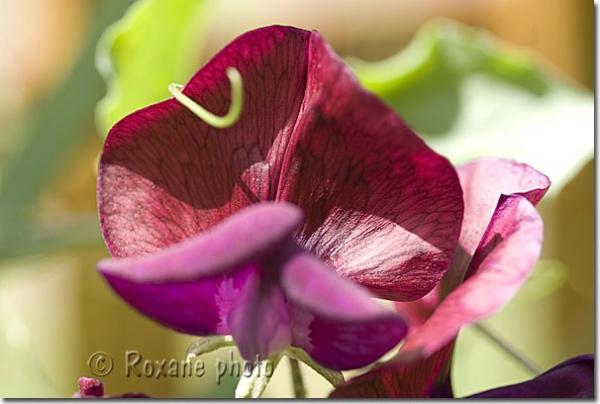 Pois de senteur Matucana - Lathyrus odoratus - Sweet pea 