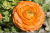 Renoncule des fleuristes double orange - Orange buttercup - Ranunculus asiaticus