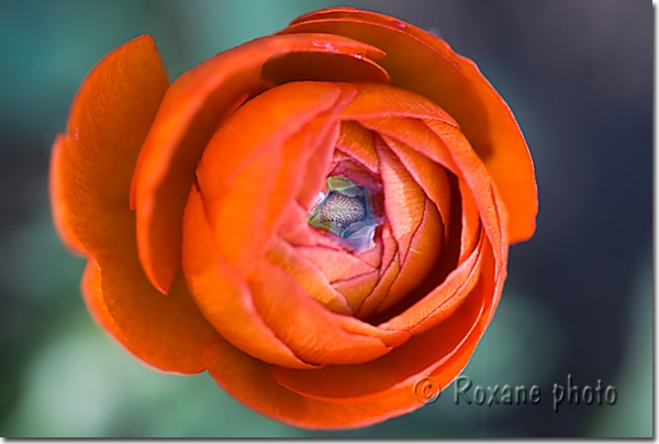 Renoncule des fleuristes rouge - Red buttercup - Ranunculus asiaticus