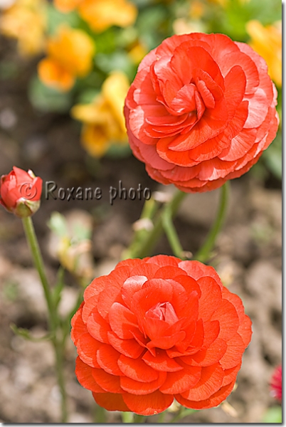 Fleurs de renoncule rouges - Flowers of red buttercups - Ranunculus asiaticus