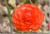 Fleurs de renoncule rouges - Flowers of red buttercups - Ranunculus asiaticus