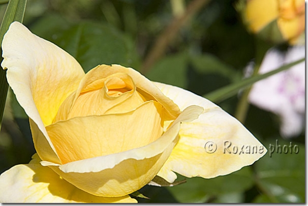 Rose Bataclan Années folles - Rosa - Yellow rose Bataclan - Roaring Twenties rose 