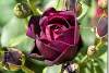 Rose Années folles Nuit de Chine Bataclan - Roaring Twenties rose - Rosa