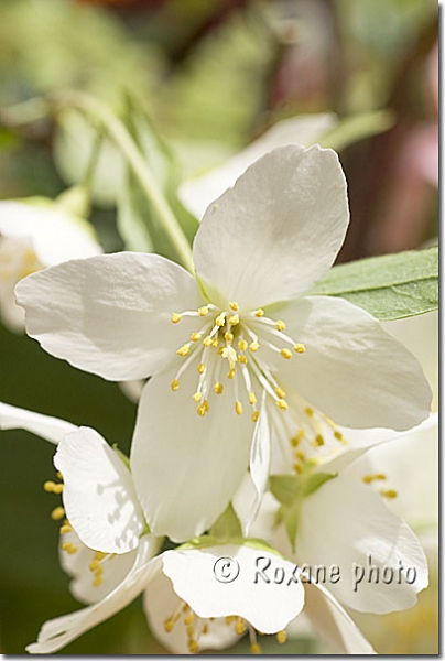 Fleur de seringat - Seringa - Philadelphus - Syringa's flower