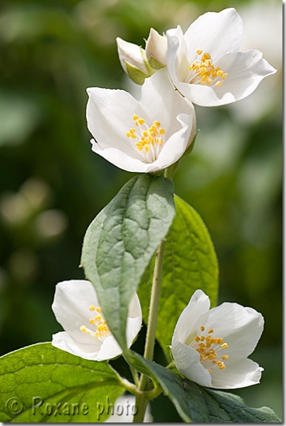 Fleurs de seringat - Seringa - Philadelphus
